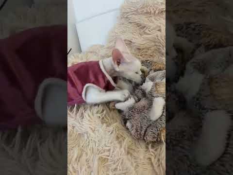 Devon Rex, девон-рекс