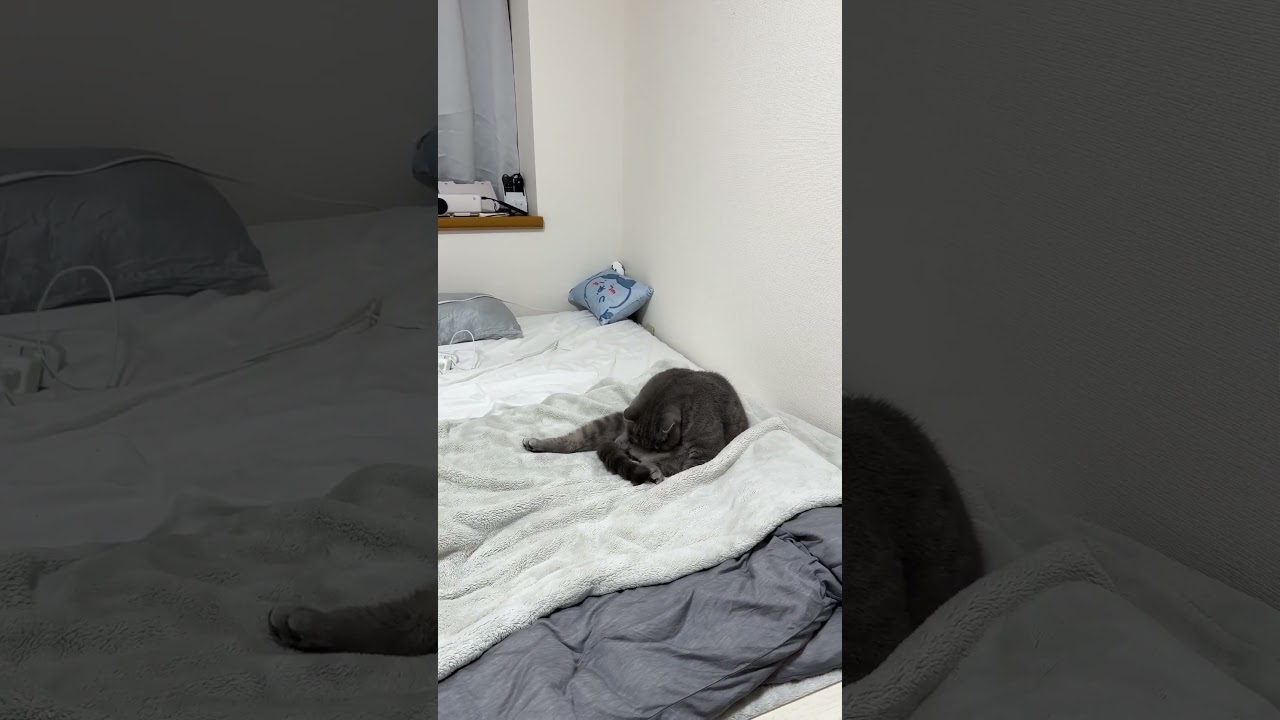 #猫 #ねこ #ブリティッシュショートヘア #スコティッシュフォールド #可愛い猫 #猫動画 #cat