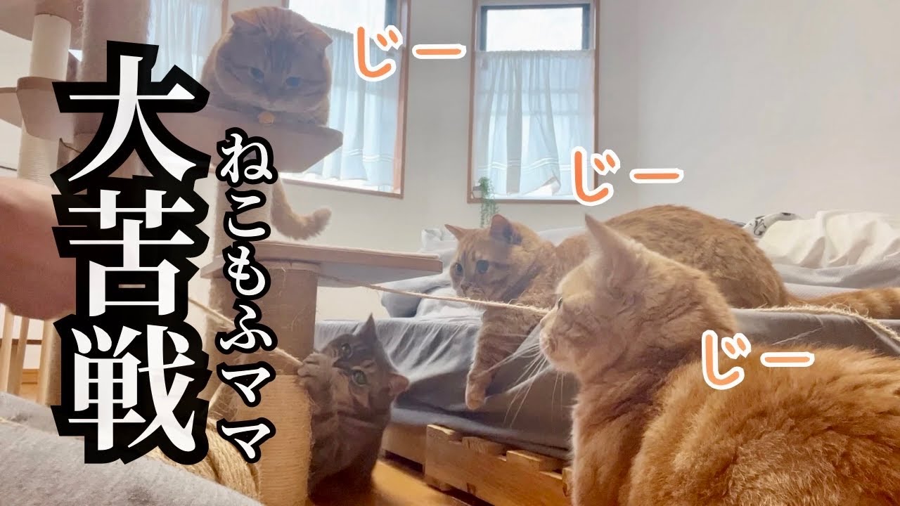 5分で終わる話が大長編になってしまった理由とは！？ #猫 #マンチカン