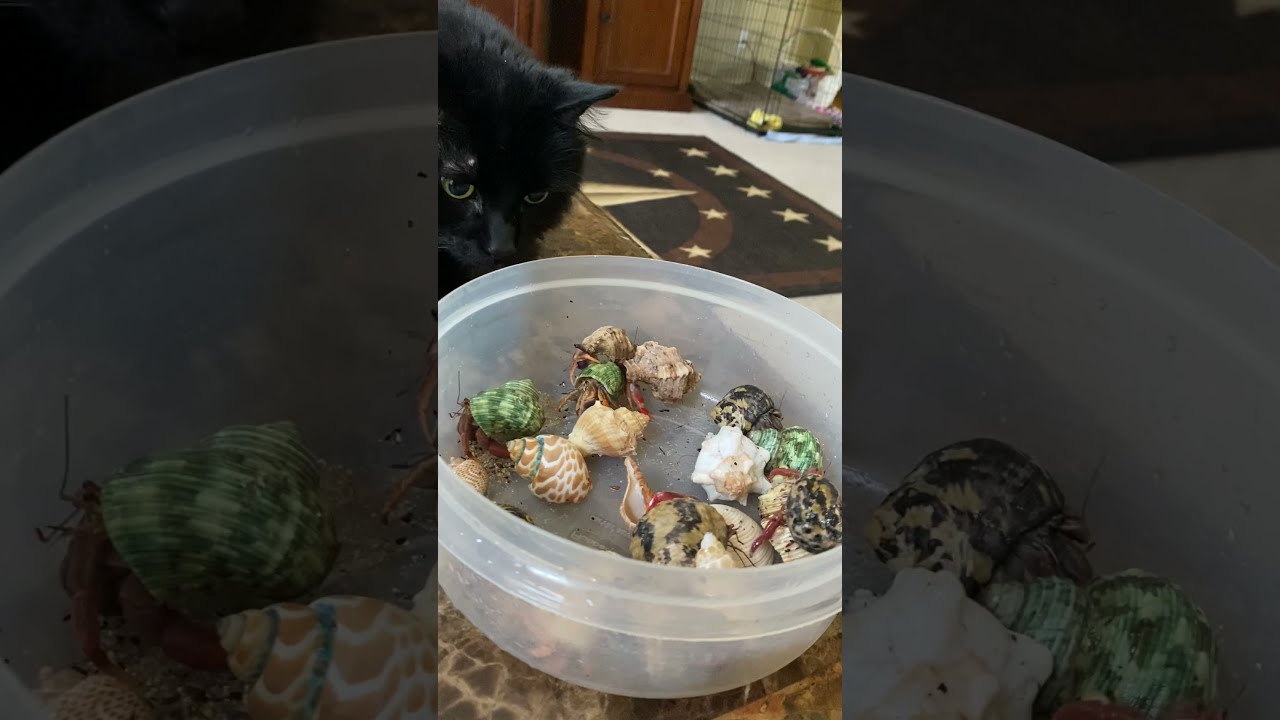 Manx Cats meet Hermit Crabs! #shorts