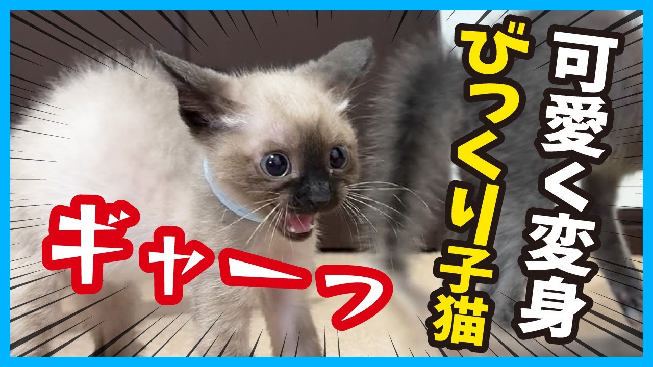 【仰天 子猫】兄妹猫でワチャワチャ遊んでいる時に起きた悲劇？ かりんラスト前編。（冬56）