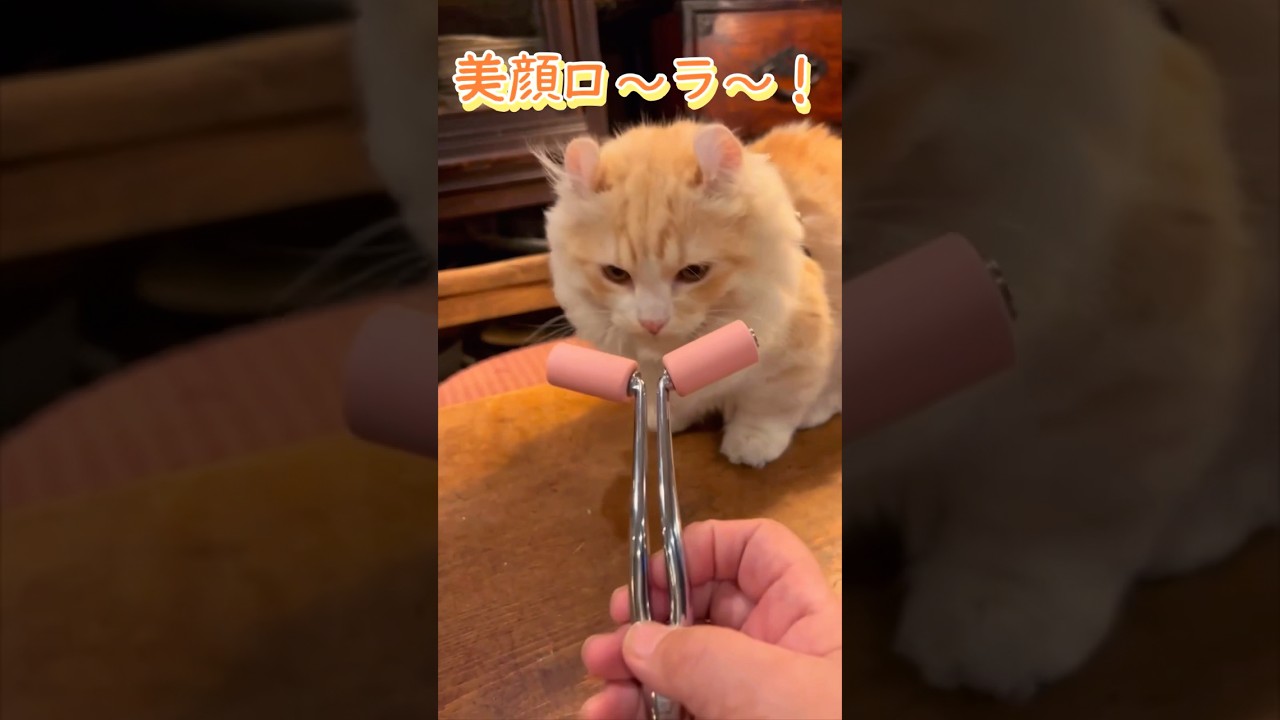 【キンカロー】猫も美顔する時代です。【マンチカール】
