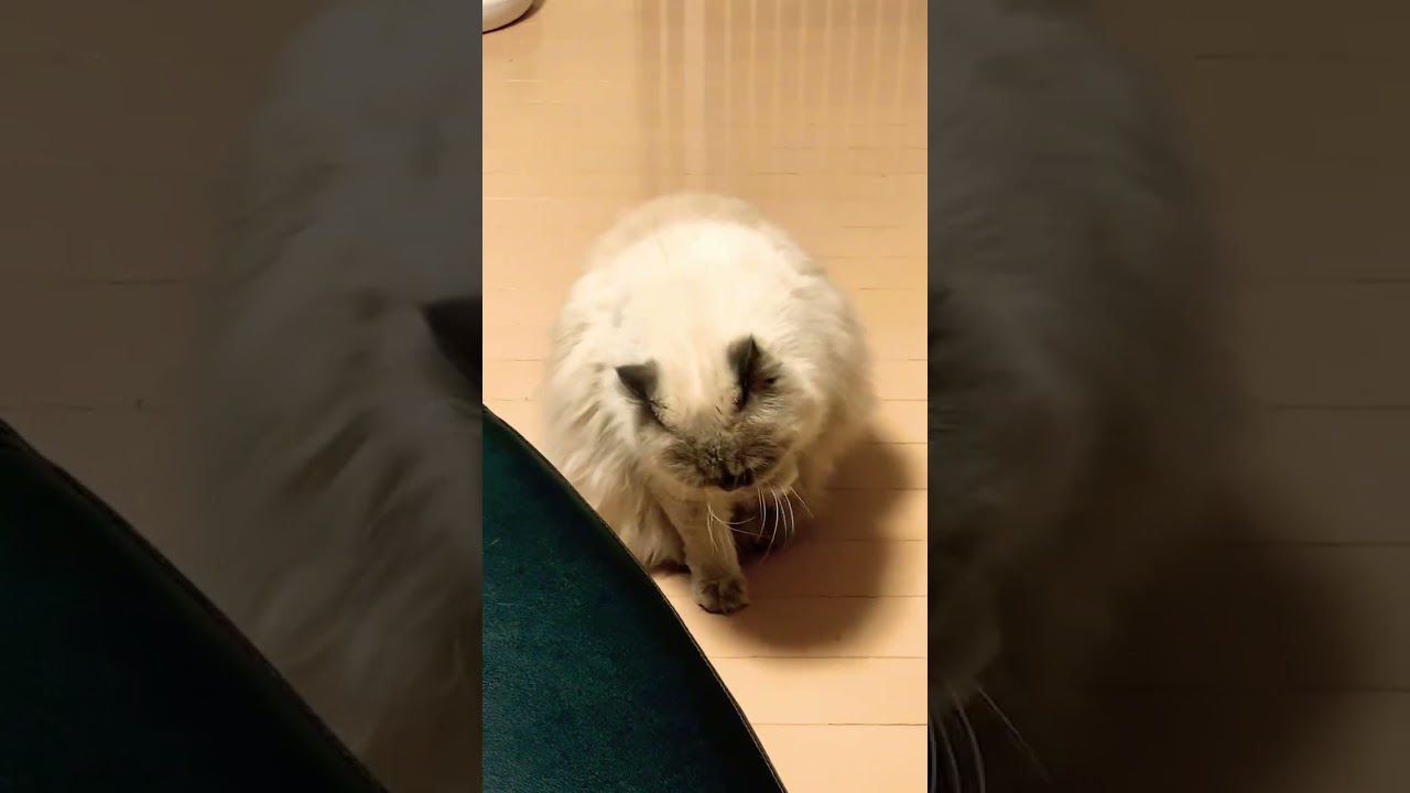 そんな時だってあるさ　#ネコ #ショート #ヒマラヤン #にゃんまるにゃんにゃん #猫のいる暮らし