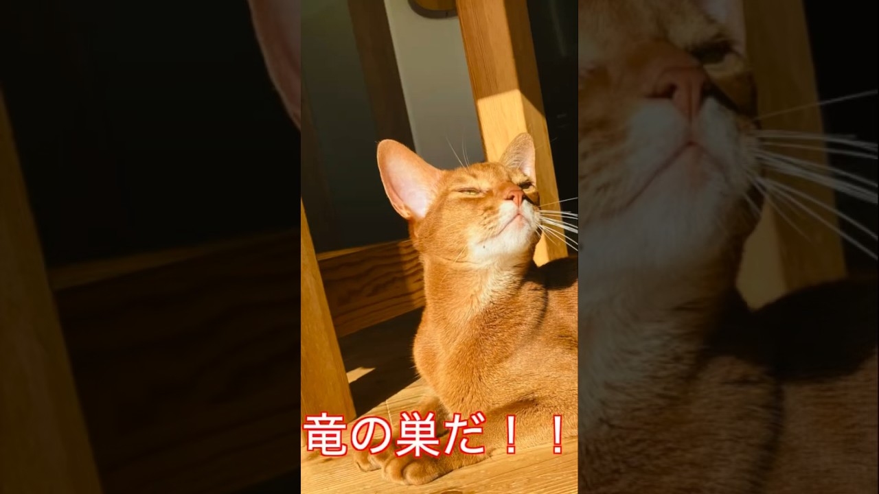 竜の巣だ！！#猫#こころ＃いぶりん#アビシニアン#レッド#フォーン#cat#abyssinian#red#fawn#ラピュタ#バルス#天空の城#castleInTheSky#Laputa