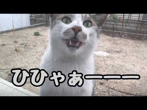 春の恋の季節だからか庭の地域猫の鳴き声がおかしいです