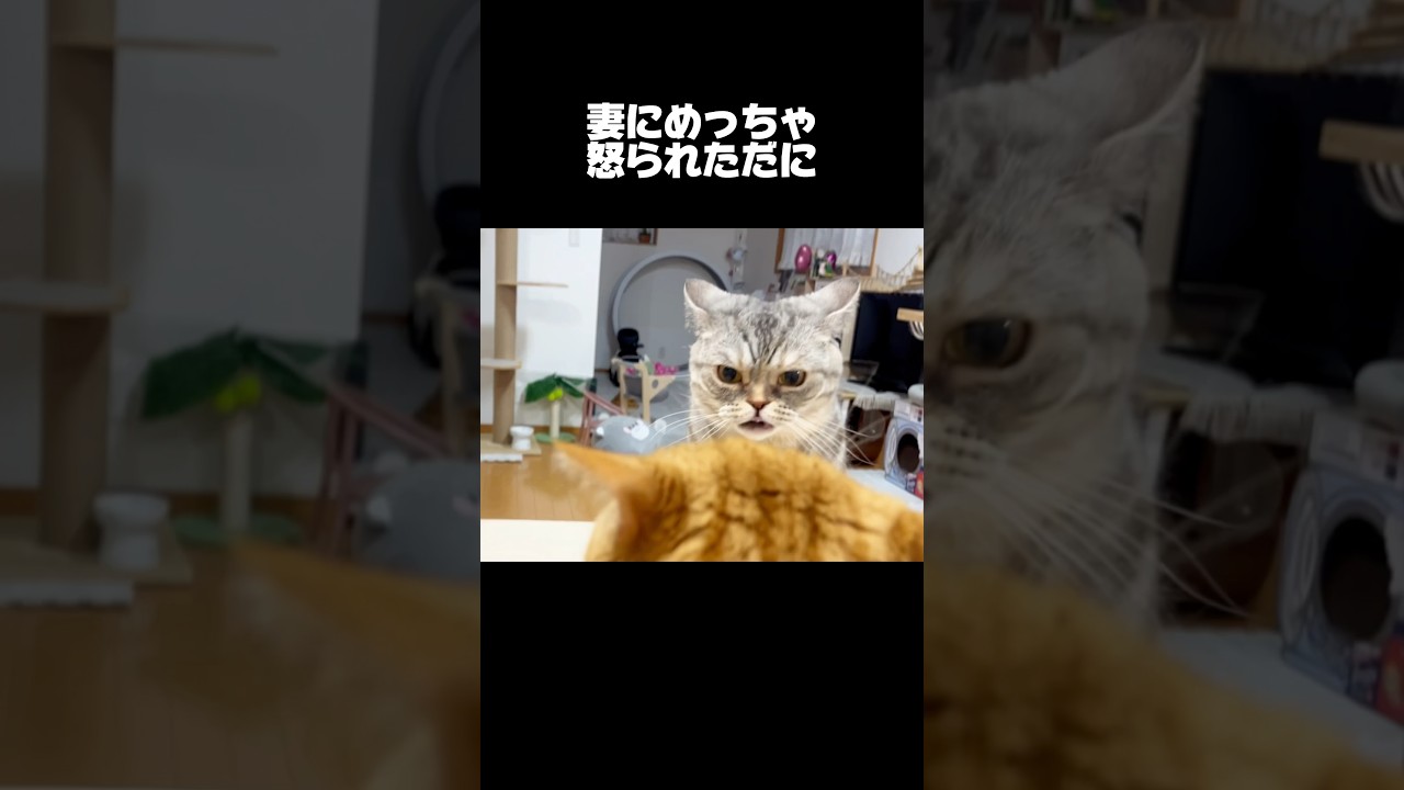 妻にめっちゃ怒られるまん丸パパ猫 #猫 #マンチカン #shorts