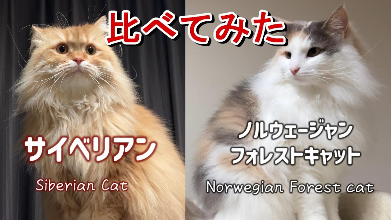 実際に一緒に暮らしている飼い主の視点で違いを紹介します【サイベリアンとノルウェージャンフォレストキャット】