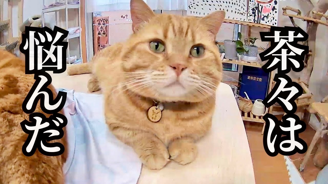 いちご狩りに置いていかれた猫たちの様子が... #猫 #マンチカン