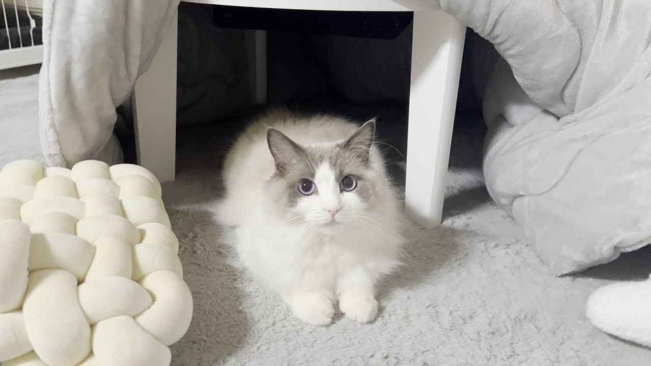 こたつで1日中ラグドール猫とゴロゴロしてたら幸せすぎました。