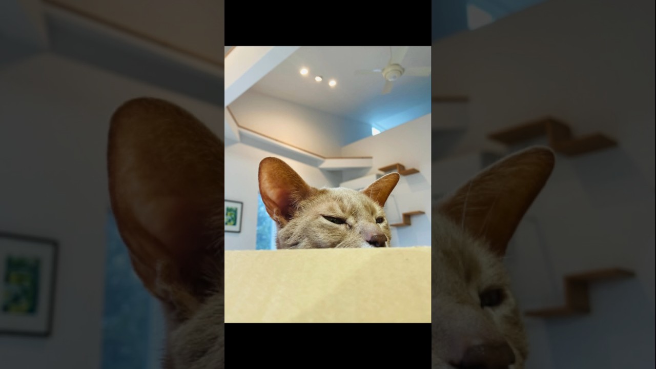 ユニクロからの贈り物✨#猫#こころ＃いぶりん#アビシニアン#レッド#フォーン#cat#abyssinian#red#fawn#ユニクロ#UNIQLO#ダンボール