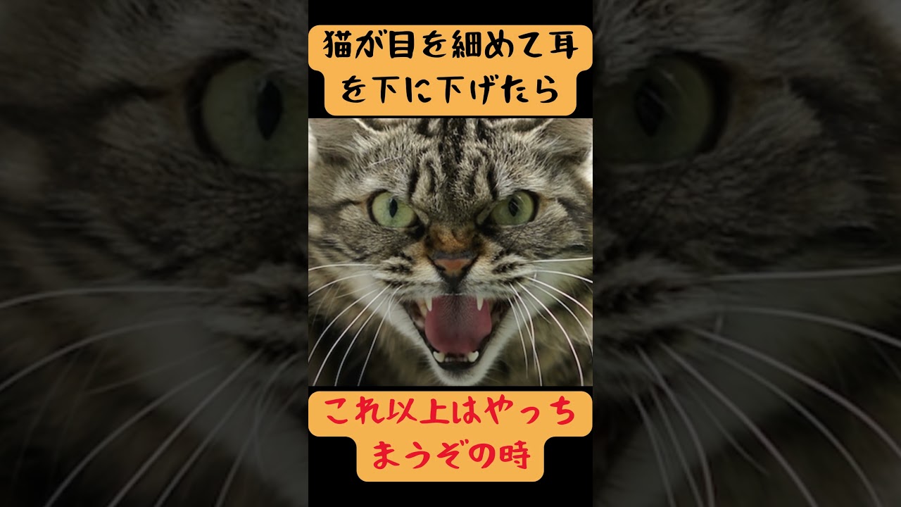日本の猫の好物は魚とされているがイタリアでは、、猫に関するおもしろい雑学#58 #猫 #short #雑学 #cat