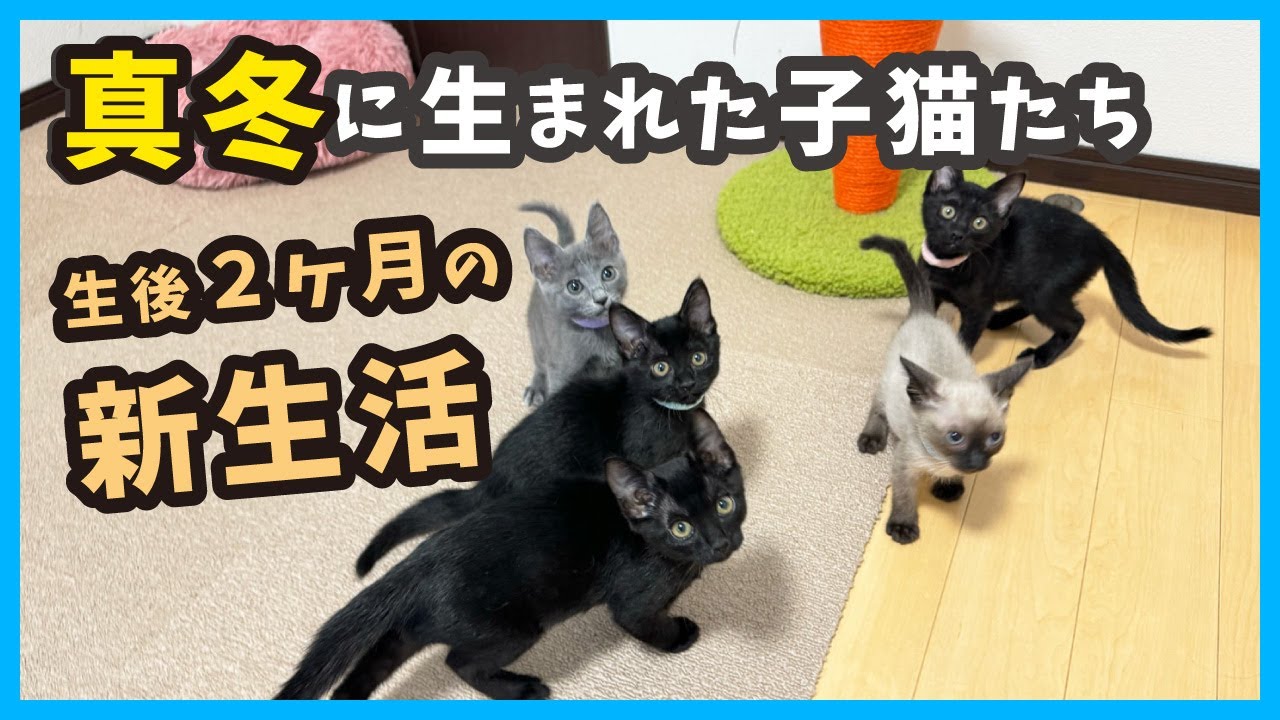 【保護 子猫】仲良し兄妹がいれば、新しい環境でもワチャワチャ楽しい！（冬58）