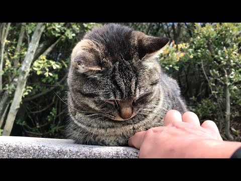 猫の集会、香箱座りの隙間に指を突っ込んでみたらキジトラ猫「は！？」