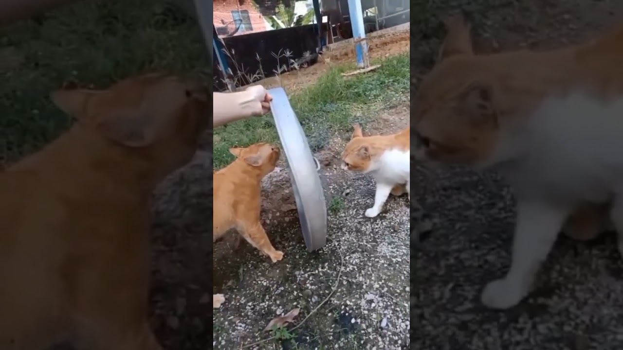 cute brown cat funny video/cats lovers