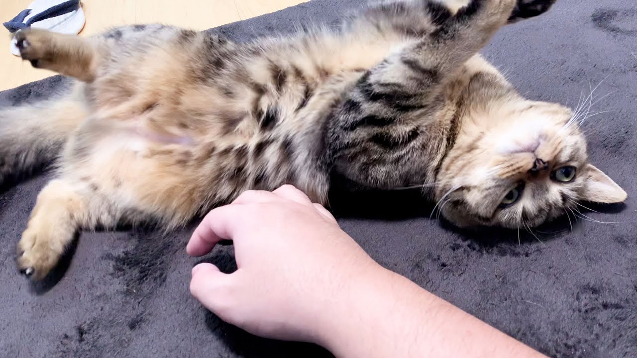 1日ぶりに飼い主と再会した子猫がこちら！ #202【生後254日目 スコティッシュフォールド】