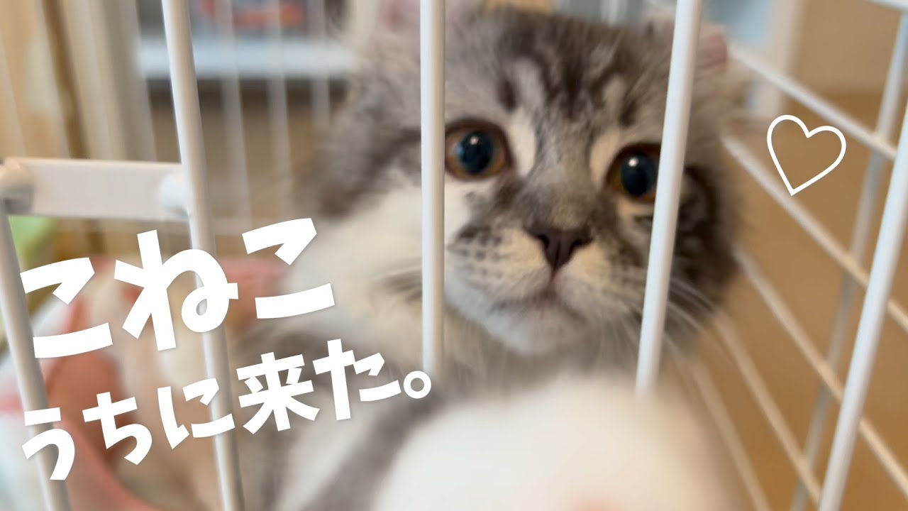 子猫がかわいい！生後3ヶ月の子猫がやってきた初日　猫との初対面　アメリカンカールの男の子