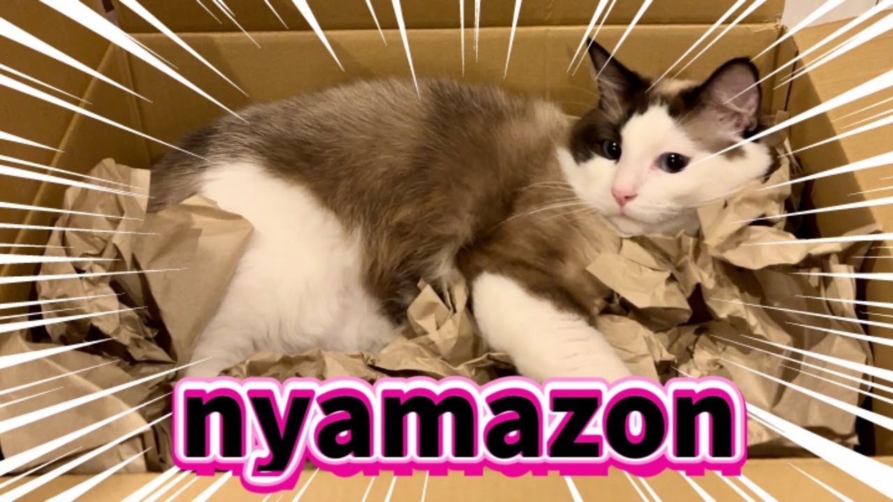 【短毛ラグドール】梱包の達人トラックの運ちゃんにもて遊ばれる猫😈⚡️