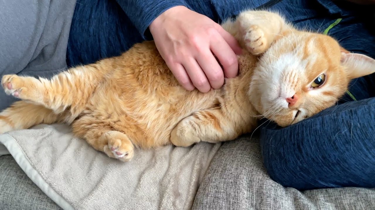 何度もひっくり返る赤ちゃんみたいな猫