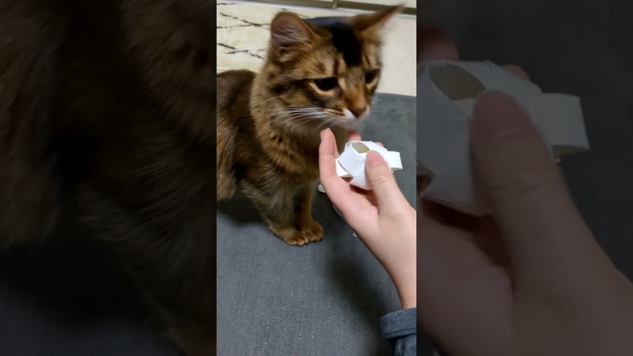 猫の手作りおもちゃ作ったら不器用すぎて泣いた #shorts  #ソマリ #ゆのみくん