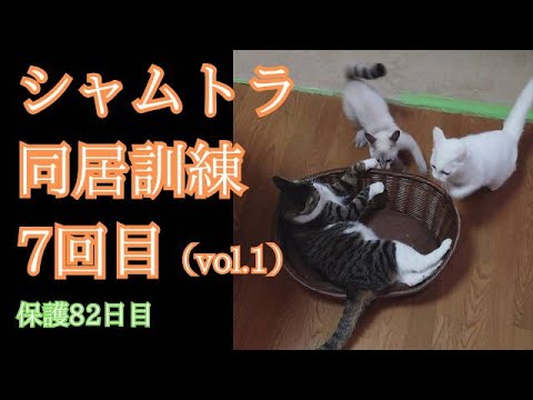 【シャムトラ猫】保護をしてからの日々（その31　vol.1）