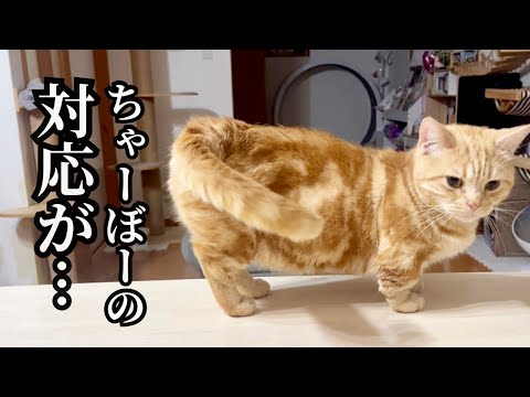 【悲報】ちゃーぼーのパパへの対応がママと比べて... #猫 #マンチカン