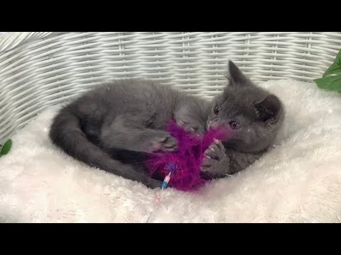 シャルトリュー♂2404ォ0239
