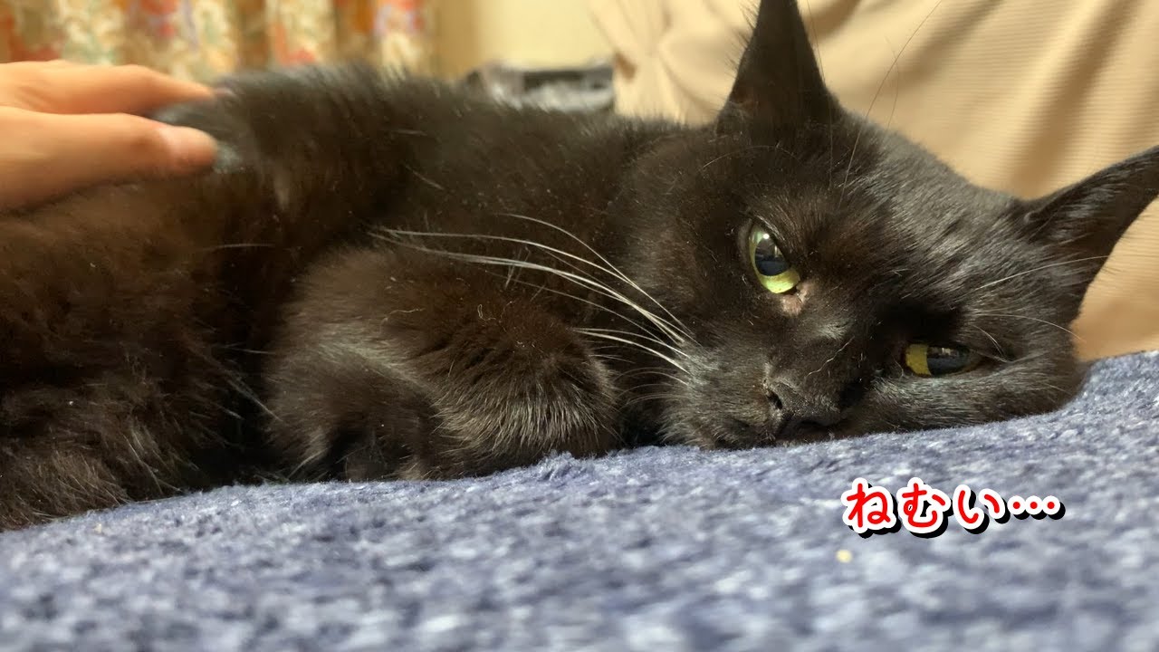 黒猫が1日中眠気と戦う姿に癒されました