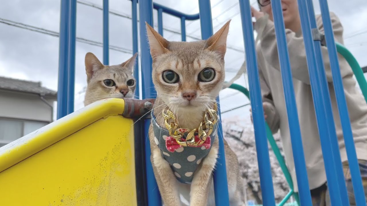 散歩に出掛けたら猫がはしゃぎ過ぎて大変だった