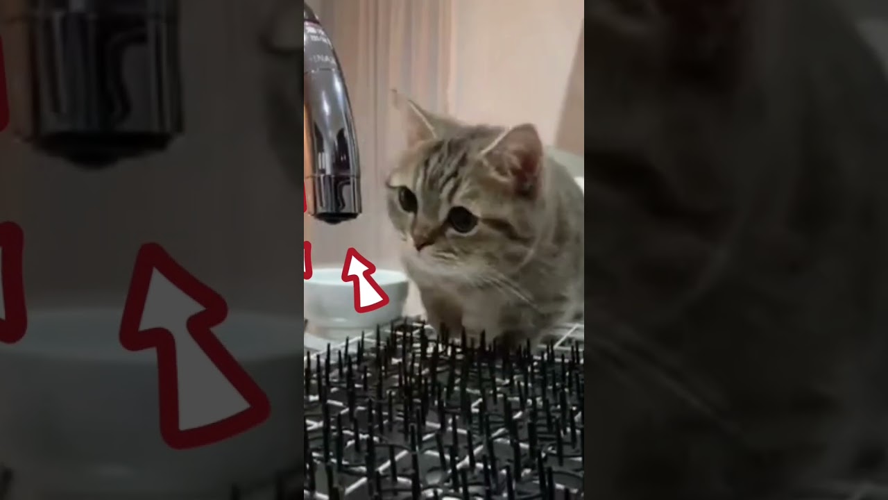 Brown cat playing | cute cat | animals short #catoftheday #cat #funnycats #instacat #catathome
