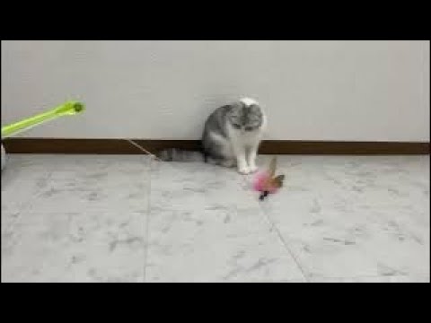 釣り竿で猫を釣り上げようとしたら…汗
