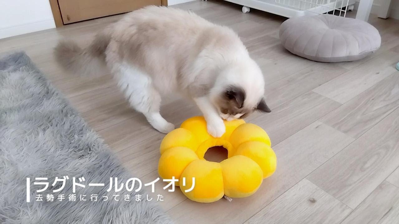 【ラグドール】去勢手術に行ってきました