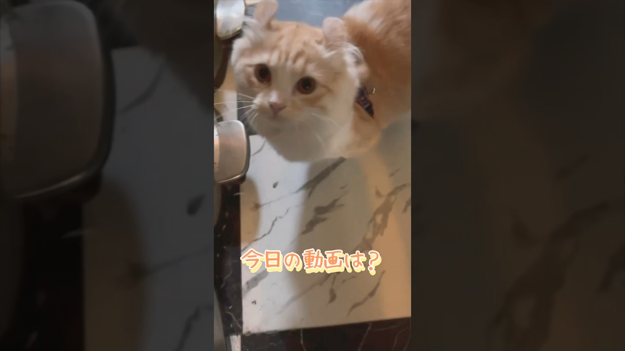 【キンカロー】今日の動画はお休み【マンチカール】