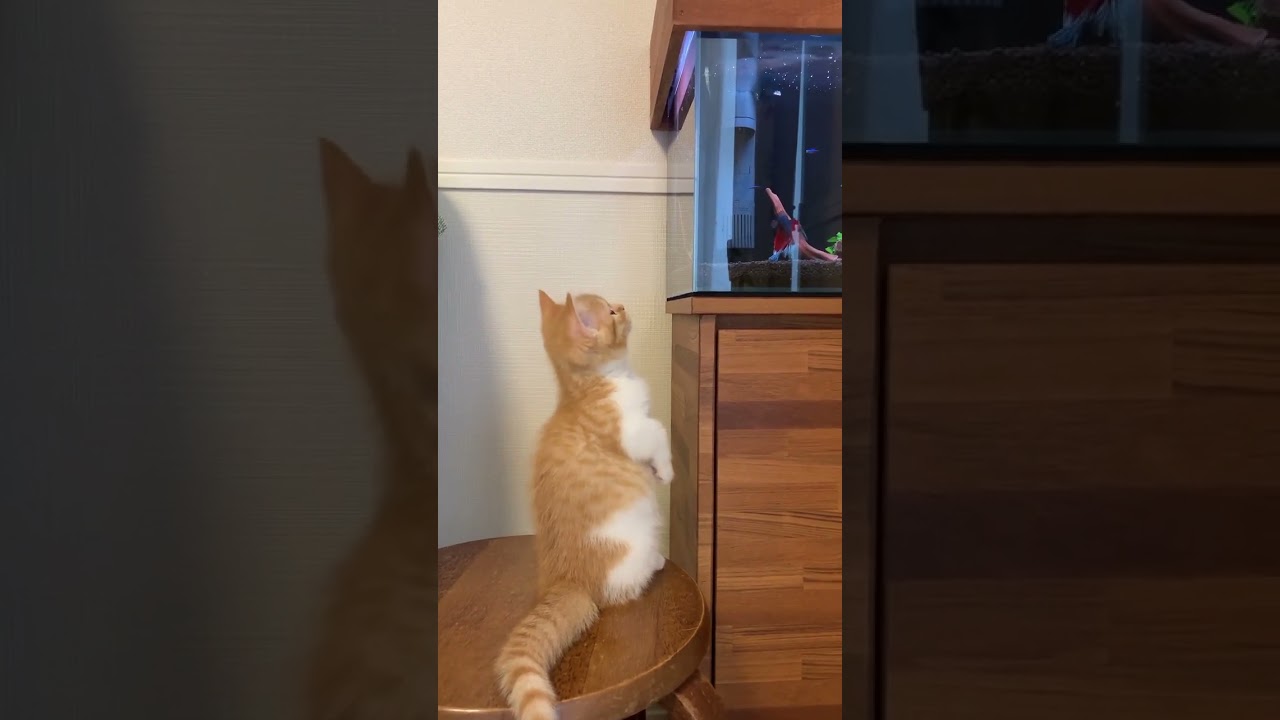 Fuuny Brown Wondering cat #shortfeed #viral #subscribe #ytshorts