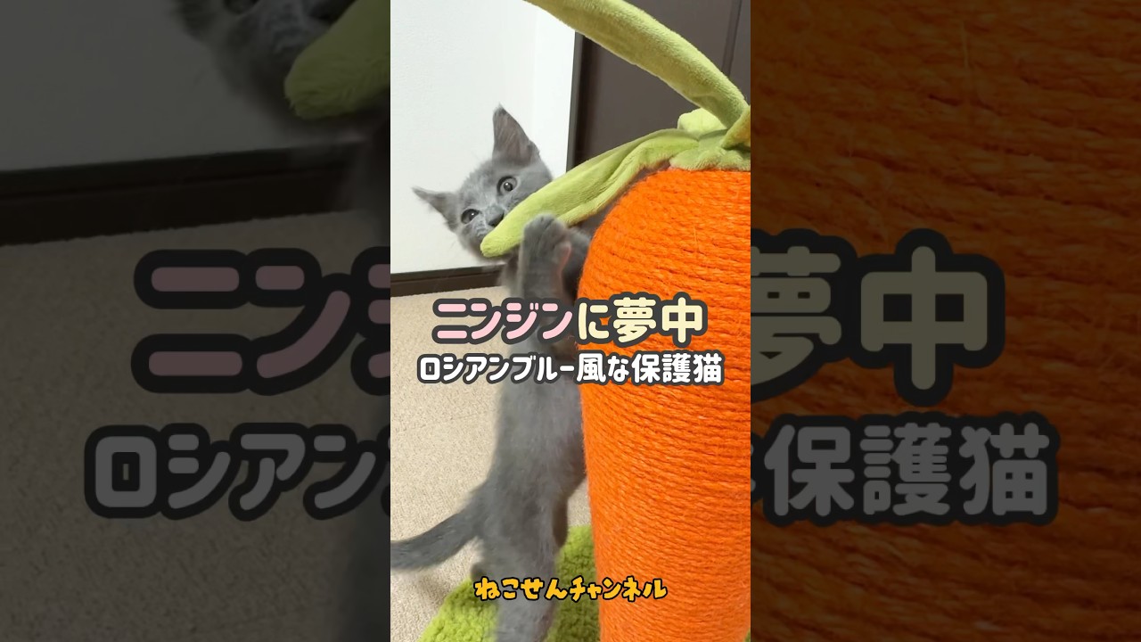 【人参と子猫】保護したロシアンぽい子猫はニンジンのお手入れに夢中♪😋💕（真冬に保護した子猫） | ねこせん