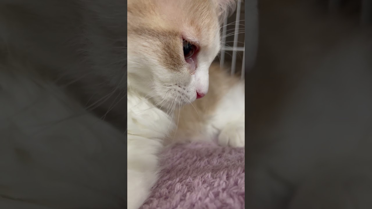 おはな見に行ってきました #cat #ラガマフィン #子猫
