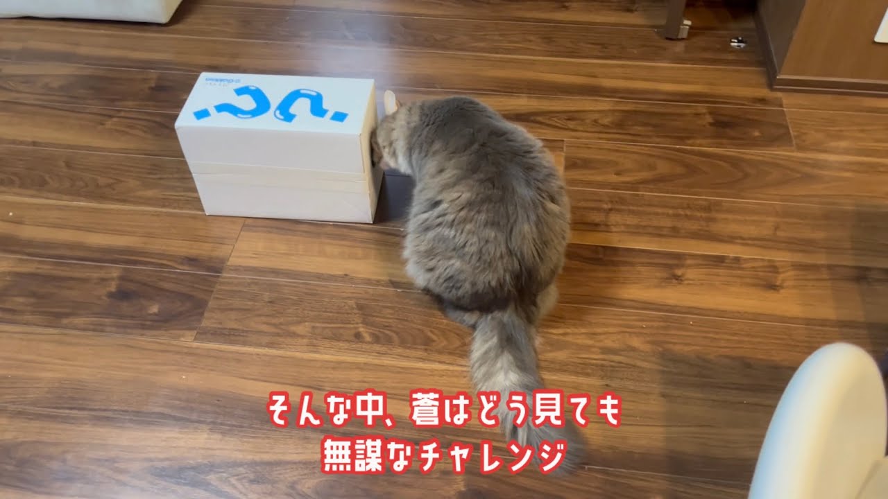 無謀な挑戦をする猫　ノルウェージャンフォレストキャット　A cat taking on a reckless challenge