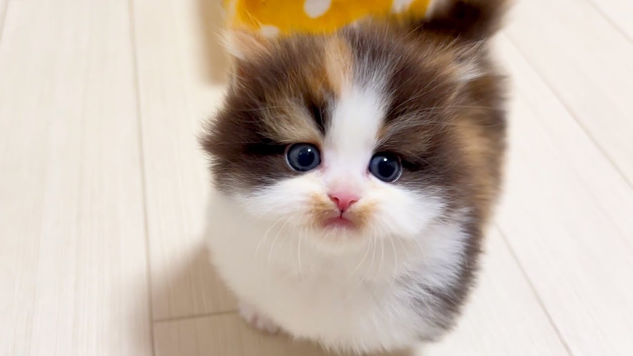 【ミヌエットの子猫】子猫がネズミに猫パンチしだした件 ～猫のいる生活Vol.927～出産動画 マンチカン短足・ミヌエット・ペルシャ猫専門ブリーダー『ペット蔵人』【子猫の成長記録】