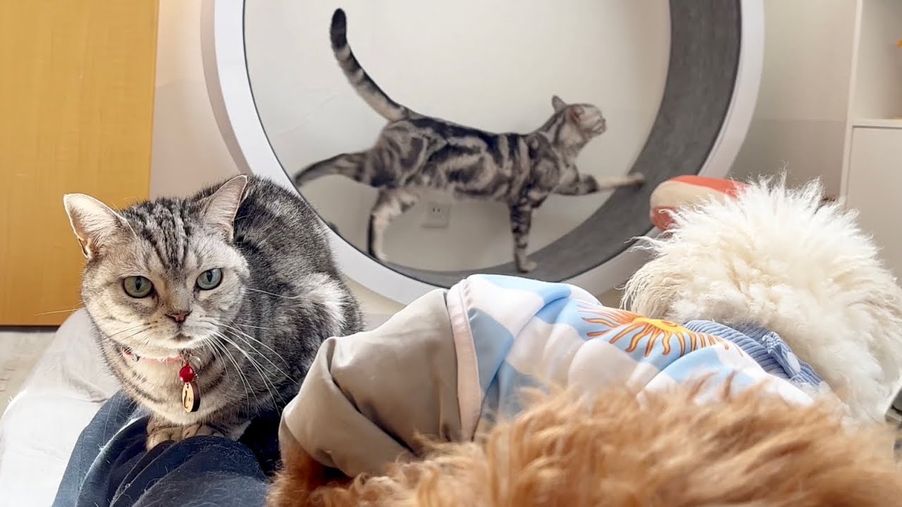 今朝のあいちゃんと愉快な仲間たち #猫 #アメリカンショートヘア