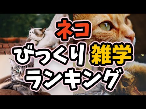 ネコ、猫ミームたちだけじゃない！驚愕の特徴 TOP10 【ランキング】