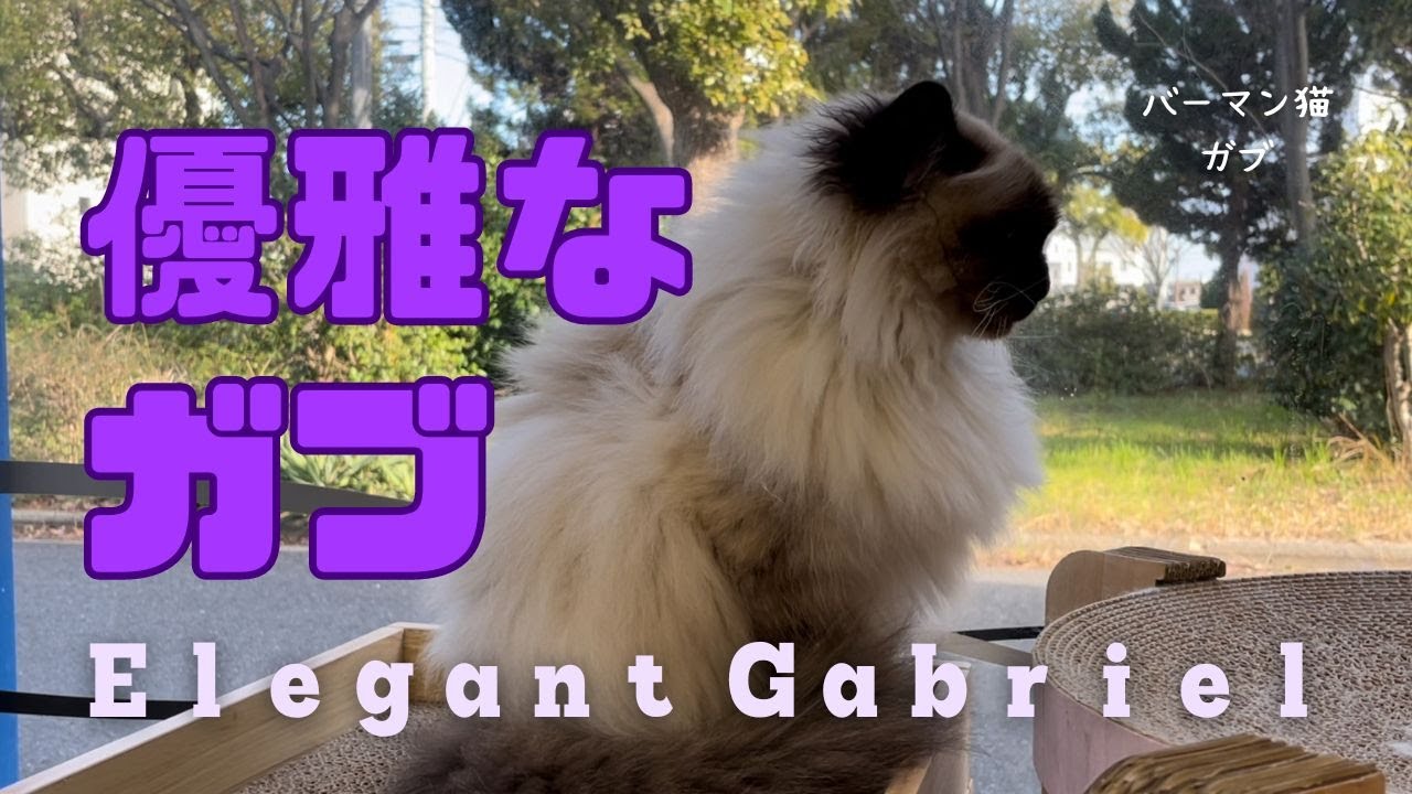 バーマン猫ガブ【優雅なガブ】Elegant Gabriel（バーマン猫）Birman /Cat