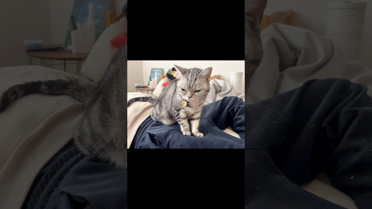 ねむりのトドと #猫 #アメリカンショートヘア #shorts