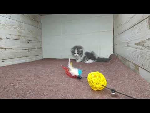 スコティッシュフォールド 【折耳】初お披露目♪これからの成長が楽しみな子✨（毛色：ブルータビーホワイト）