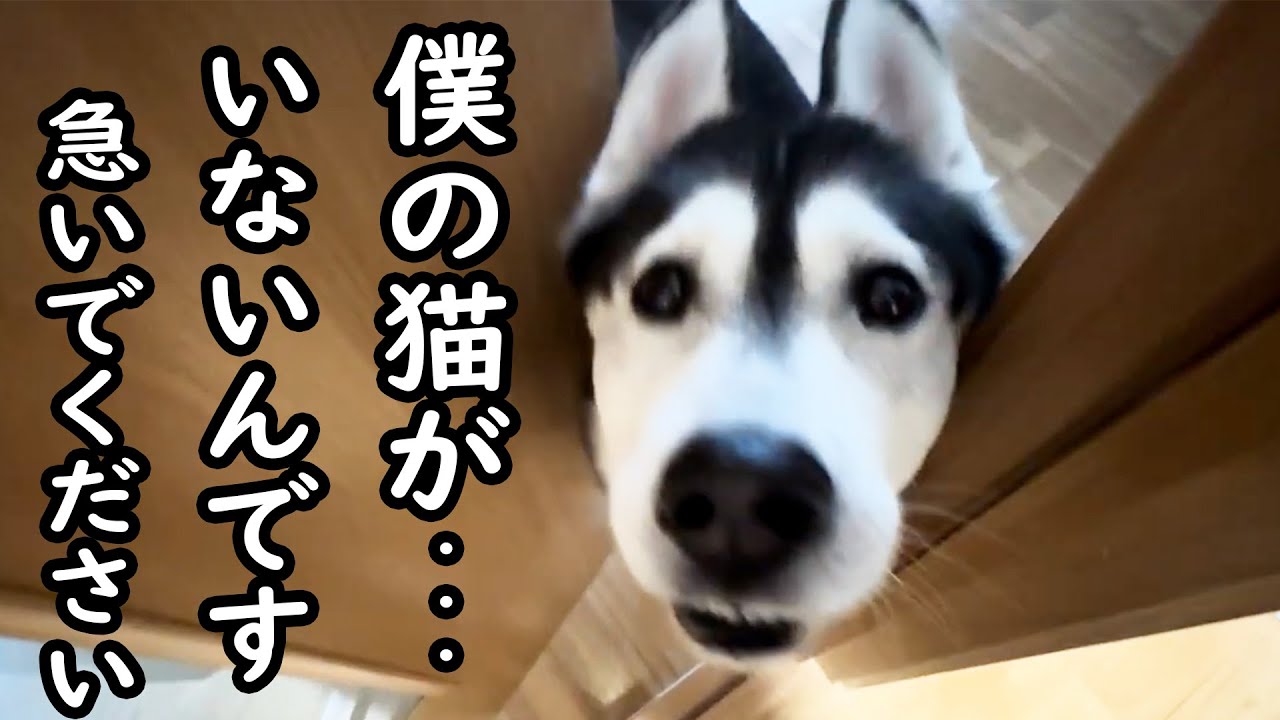 大切な猫が脱走したと思い必死に家中探し回る犬がこちらです