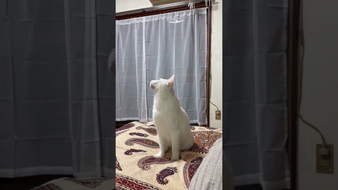 虫?それとも...#猫 #子猫 #白猫 #黒猫 #シャムミックス #cat #shorts