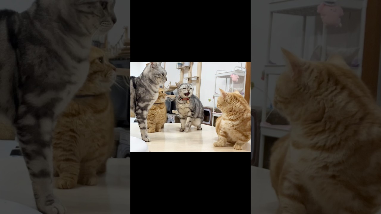 あい様のシャー！ #猫 #アメリカンショートヘア #shorts
