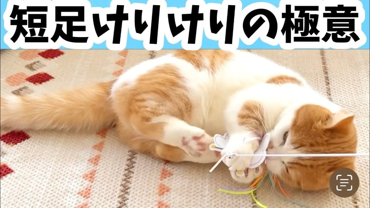 短足マンチカンのけりけりがかわいいらしい【短足マンチカン】