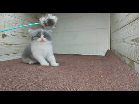 スコティッシュフォールド 【立耳】一緒に遊べるスコちゃん♪（毛色：ブルータビーホワイト）