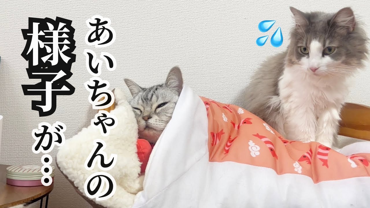 あいちゃんの様子が... #猫 #アメリカンショートヘア
