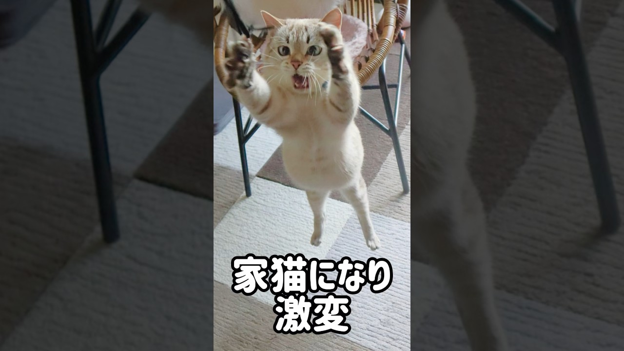 威嚇していた野良猫が家猫になると…まさかの激変！可愛いお腹も触れるようになりました