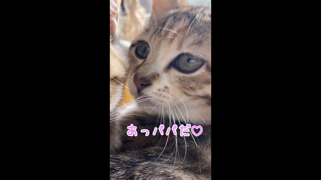 パパを見つけた途端甘えた声で鳴く子猫　#shorts